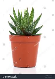 Image result for Haworthia mix