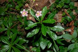 Attēlu rezultāti vaicājumam “Chimaphila umbellata”