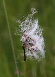 Attēlu rezultāti vaicājumam “Eriophorum angustifolium fruit”