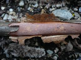 Attēlu rezultāti vaicājumam “Vuilleminia comedens”