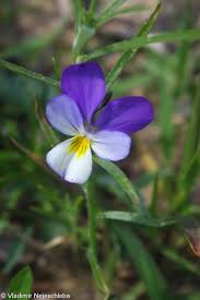 Attēlu rezultāti vaicājumam “Viola tricolor subsp. curtisii flower”