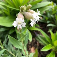 Attēlu rezultāti vaicājumam “Silene tatarica flower”
