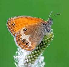 Attēlu rezultāti vaicājumam “Coenonympha arcania”