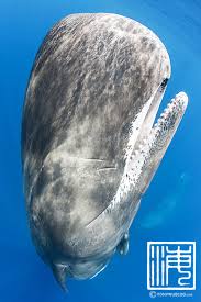 Image result for Physeter macrocephalus