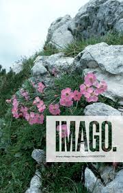 Image result for Steinnelke