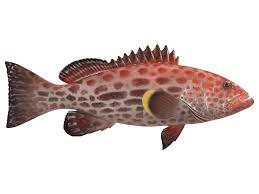 Image result for Mycteroperca venenosa