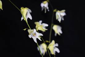 Attēlu rezultāti vaicājumam “Utricularia intermedia bud”