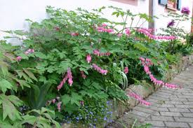 Image result for tränendes Herz