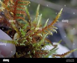 Attēlu rezultāti vaicājumam “Cratoneuron filicinum”