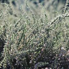 Attēlu rezultāti vaicājumam “Calluna vulgaris leaf”