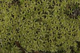 Attēlu rezultāti vaicājumam “Sphagnum girgensohnii”