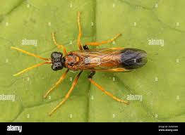 Attēlu rezultāti vaicājumam “Tenthredo campestris female”