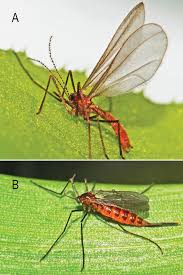 Attēlu rezultāti vaicājumam “Rabdophaga heterobia”