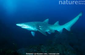 Image result for Carcharias taurus