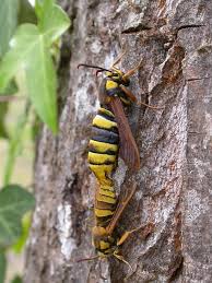 Attēlu rezultāti vaicājumam “Sesia apiformis”