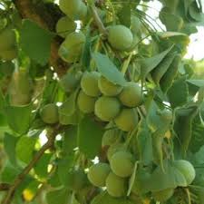 Attēlu rezultāti vaicājumam “Ginkgo biloba fruit”