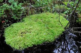 Attēlu rezultāti vaicājumam “Pseudobryum cinclidioides”