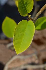 Attēlu rezultāti vaicājumam “Lonicera caerulea var. pallasii leaf”
