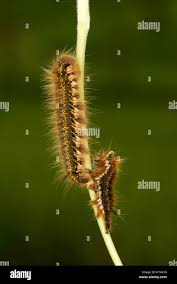 Attēlu rezultāti vaicājumam “Euthrix potatoria larva”
