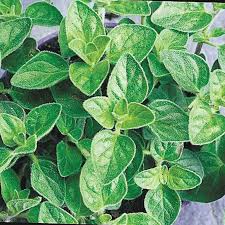 Image result for Origanum vulgare