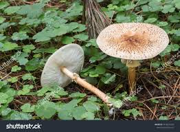 Attēlu rezultāti vaicājumam “Lepiota aspera”