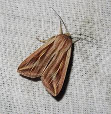 Attēlu rezultāti vaicājumam “Mythimna sp.”