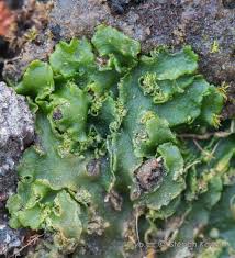 Attēlu rezultāti vaicājumam “Aneura pinguis”