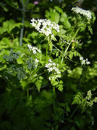 Image result for Kerbel