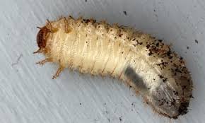 Attēlu rezultāti vaicājumam “Ceruchus chrysomelinus larva”