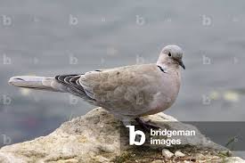 Attēlu rezultāti vaicājumam “Streptopelia decaocto”