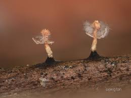 Attēlu rezultāti vaicājumam “Didymium xanthopus spores”