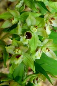 Attēlu rezultāti vaicājumam “Epipactis helleborine flower”