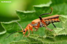 Attēlu rezultāti vaicājumam “Cantharis livida”