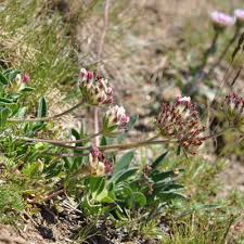 Attēlu rezultāti vaicājumam “Anthyllis maritima bud”