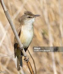 Image result for Acrocephalus arundinaceus