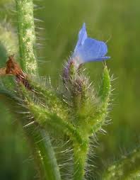 Attēlu rezultāti vaicājumam “Anchusa arvensis leaf”