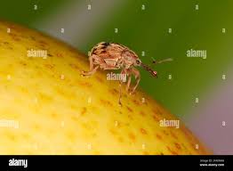 Attēlu rezultāti vaicājumam “Anthonomus pomorum”