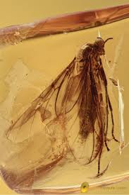 Attēlu rezultāti vaicājumam “Bibionidae”