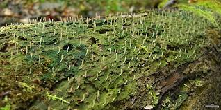 Attēlu rezultāti vaicājumam “Multiclavula mucida”