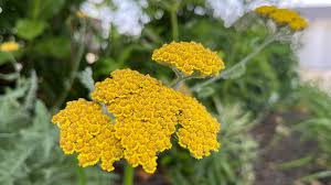 Attēlu rezultāti vaicājumam “Achillea millefolium flower”