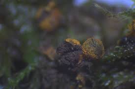 Attēlu rezultāti vaicājumam “Physarum auriscalpium spores”