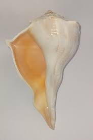 Image result for Sinistrofulgur perversum