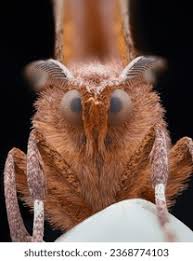 Attēlu rezultāti vaicājumam “Selenia dentaria”