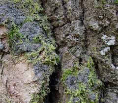 Attēlu rezultāti vaicājumam “Parmeliella triptophylla”