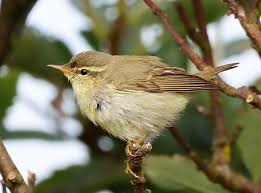 Image result for Phylloscopus borealis