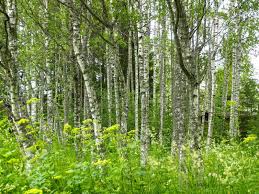 Attēlu rezultāti vaicājumam “Betula pendula var. carelica”