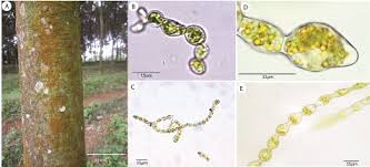 Attēlu rezultāti vaicājumam “Trentepohlia sp.”