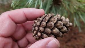 Attēlu rezultāti vaicājumam “Pinus sylvestris fruit”