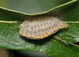 Attēlu rezultāti vaicājumam “Micropterigidae”