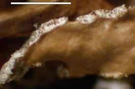 Attēlu rezultāti vaicājumam “Tuckermannopsis chlorophylla”